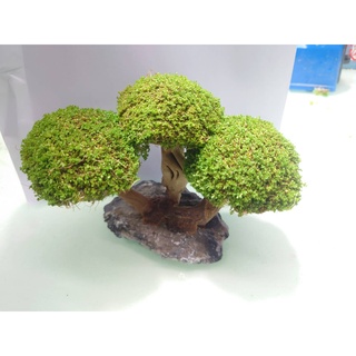 阿馨水草屋。水草造景-迷你矮珍珠造景三菇樹-現綁(出貨時水上葉)