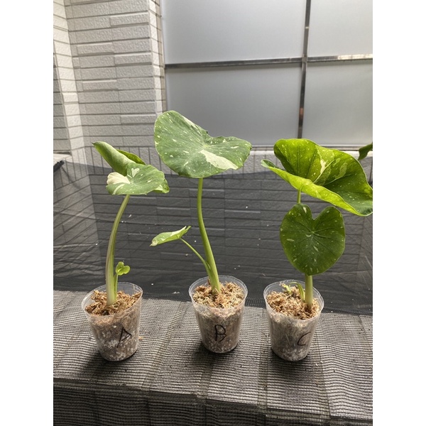 斑葉的價格推薦 21年11月 比價比個夠biggo