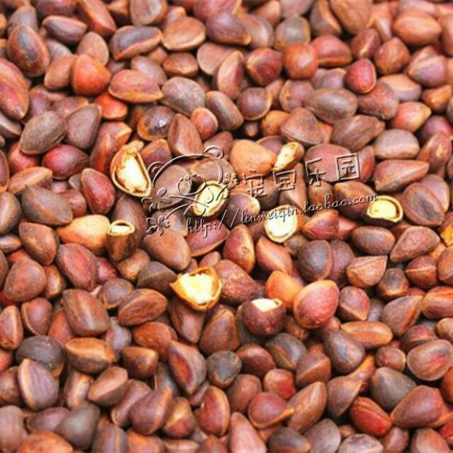 <五寶松鼠堅果雜貨舖>馬尾松子堅果*松鼠飛鼠大赤鼯鼠鸚鵡磨牙零食*