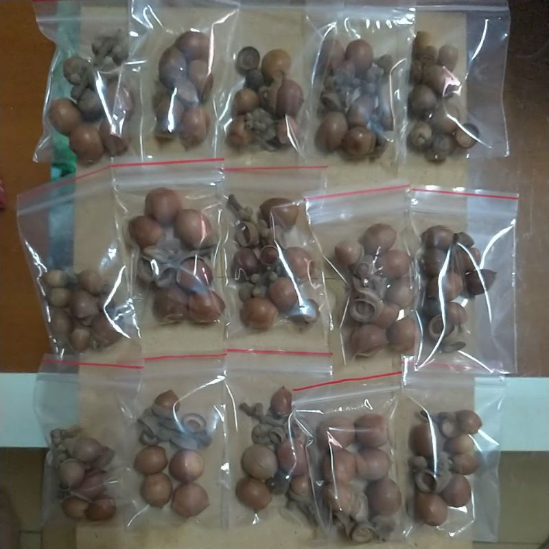 果實種子收藏 一小袋5元 青剛櫟