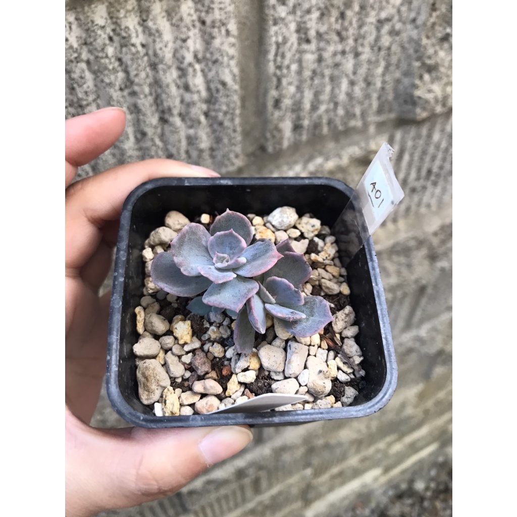 多肉石化 Ptt Dcard討論與高評價網拍商品 21年11月 飛比價格