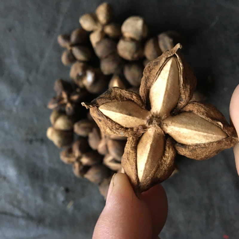 印加果種子 印奇果種子 星星果種子 寵物飼料 榨油用 果莢型狀出貨