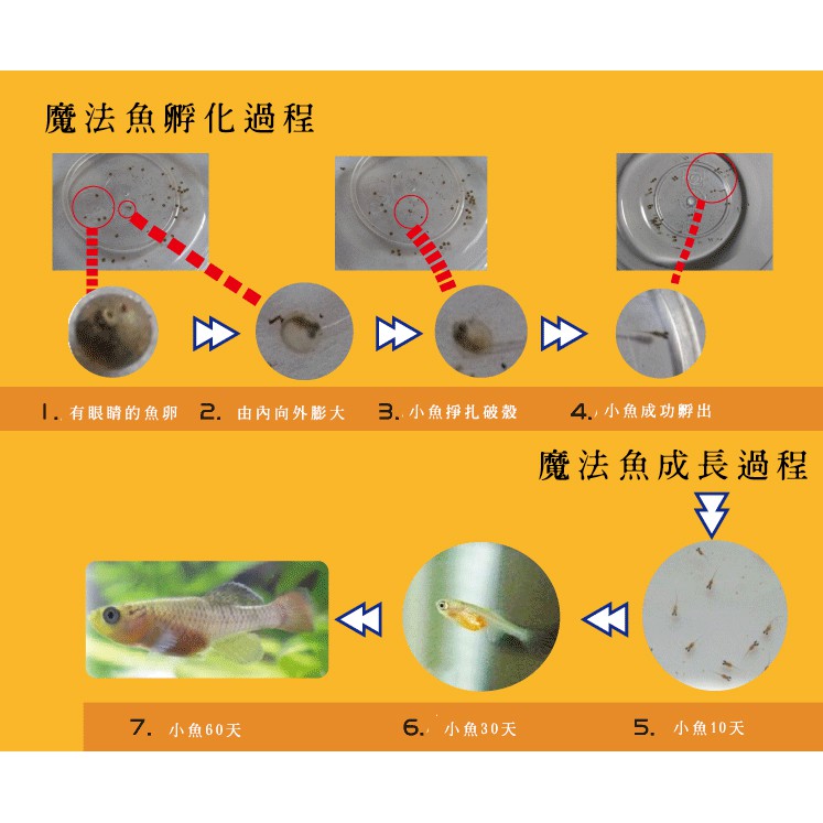 現貨 魔法魚療癒小物土壤魚卵魚水共生魔法魚灌溉觀賞景觀小物七彩世界魔法魚養殖神奇療癒魔法魚 蝦皮購物