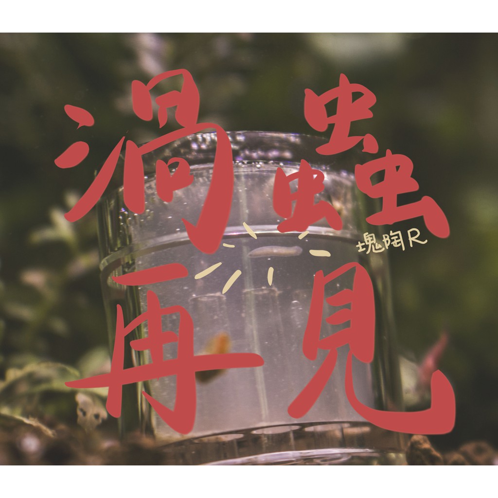 水族草缸 水晶蝦缸救星 壓克力八孔渦蟲捕捉器 蝦皮購物
