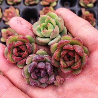 多肉植物黑玫瑰側影粉玫瑰水晶玫瑰多頭陽臺辦公室綠植花卉肉肉植物淨化空氣品質好台灣 蝦皮購物