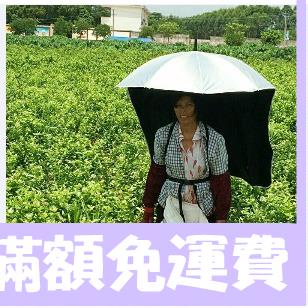 【紅果樹】雨傘太陽傘防曬傘可背式遮陽傘擺攤戶外釣魚傘釣傘采茶傘背傘神器