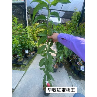 花果山 各種新品種水蜜桃 甜桃4 5寸接苗 蝦皮購物