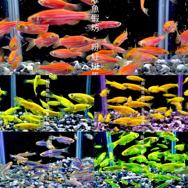 活餌飼料 Ptt Dcard討論與高評價網拍商品 21年11月 飛比價格