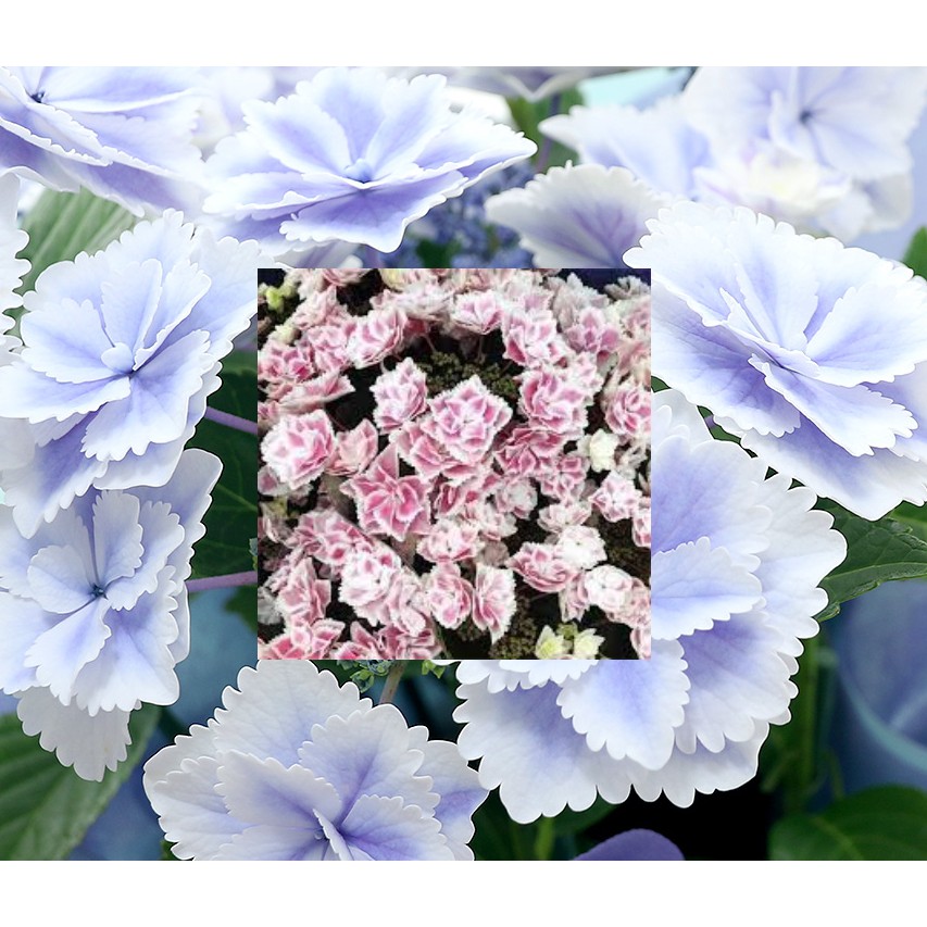 日本繡球花1入球莖12月底到貨需7月預訂 蝦皮購物