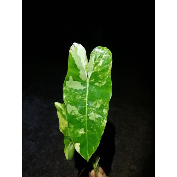 一物一拍，斑葉獨角獸 Philodendron Burle Marx 蔓綠絨，2葉3芽