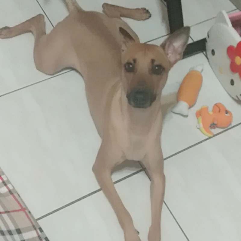 食尚三味 帶殼落花生 黑金剛花生0g 500g 食尚招牌 蝦皮購物