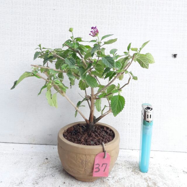 **大自然盆栽園**紫花馬櫻丹--療癒系列小品--37