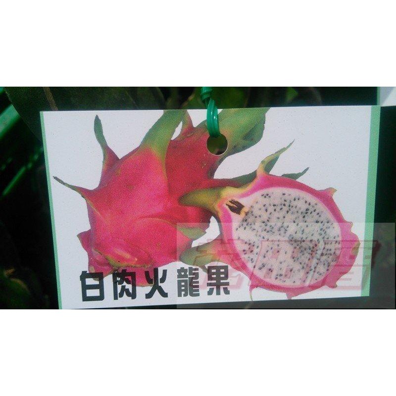【花田厝】水果苗  白肉火龍果  4.5吋盆高35-50cm營養豐富