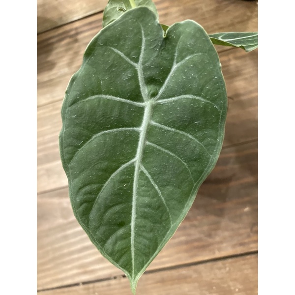 華森觀音蓮 Alocasia watsoniana