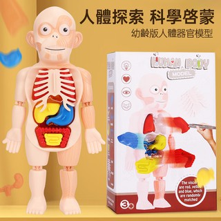 台灣現貨-兒童版 人體器官 模型玩具 人體構造 早教 認知 玩具 教具