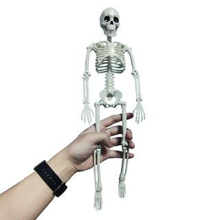 1pc 主動人體模型骨骼解剖骨架模型醫學學習萬聖節派對裝飾骨架