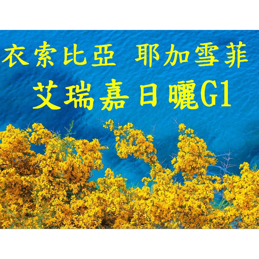 (2022) 獵豆工坊🐆 非洲 衣索比亞 耶加雪菲 艾瑞嘉處理廠 日曬G1 咖啡生豆 500g