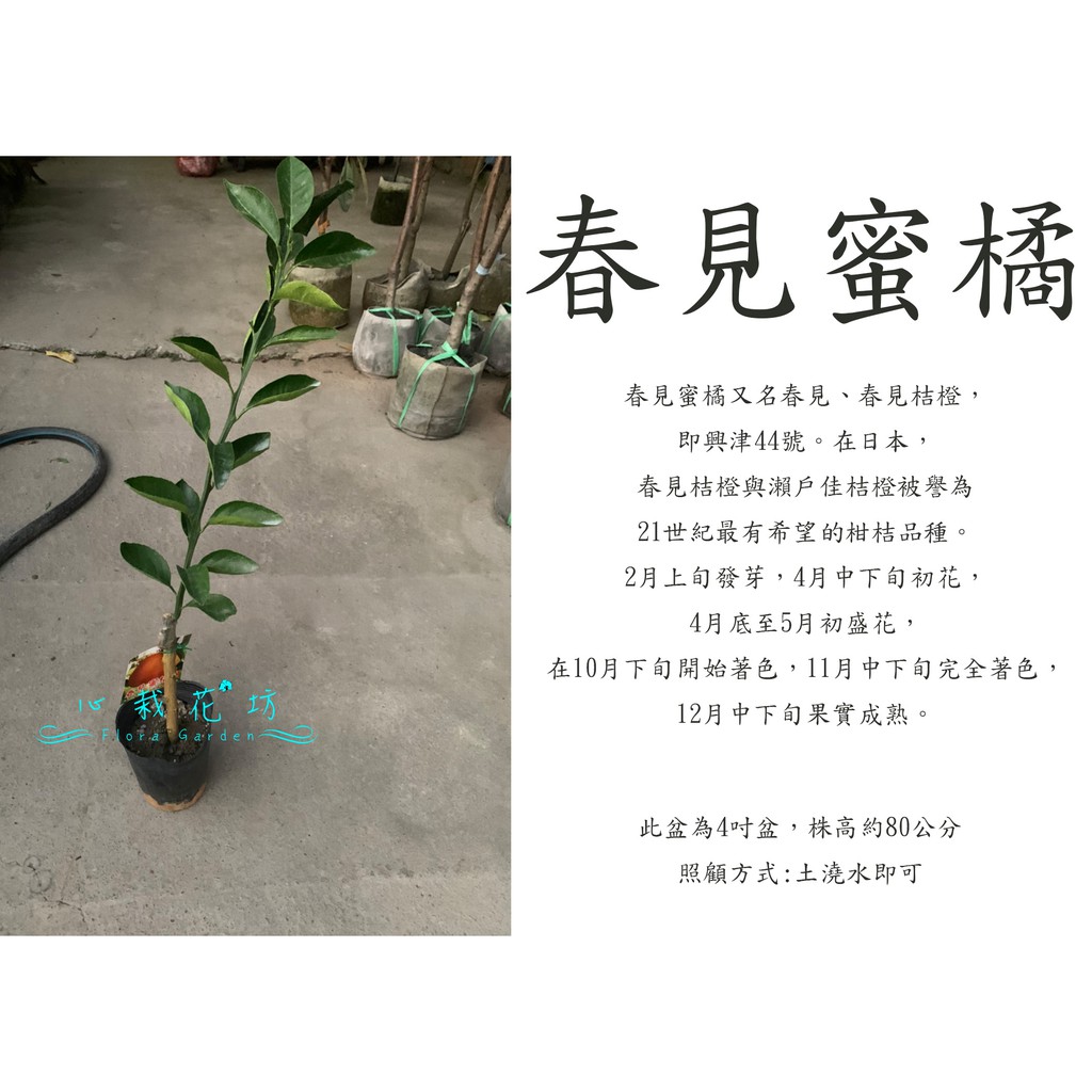 心栽花坊 春見蜜橘 蜜橘 4吋 柑橘類 嫁接苗 水果苗 售價400特價350 蝦皮購物