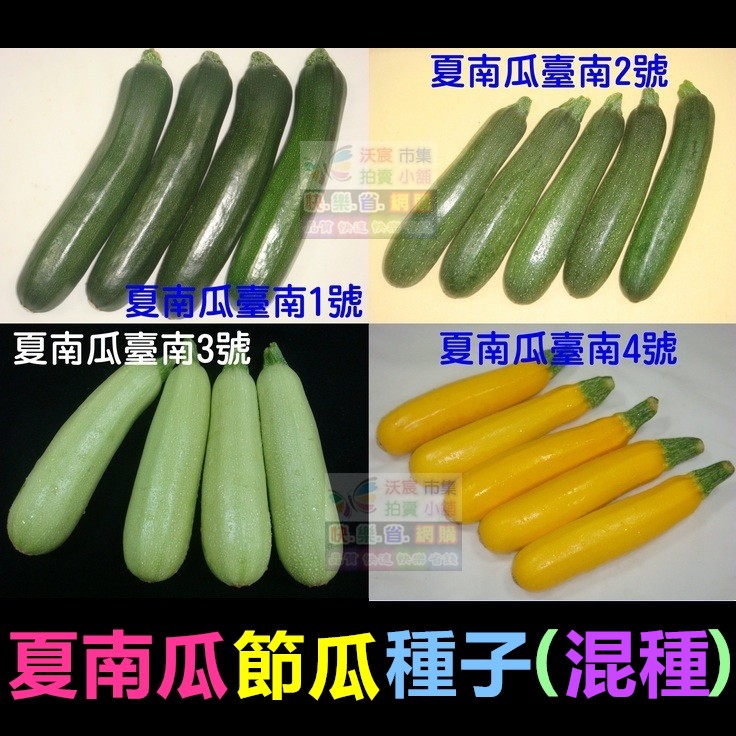 🥒【我會發芽】夏南瓜 節瓜種子 櫛瓜 營養價值高 產量高收成快 易栽好活陽台盆栽10~12粒/包49元