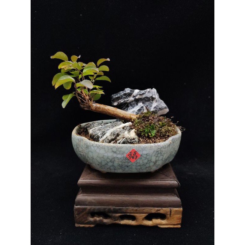 木田樂 國光花市 小品手工盆栽 蝦皮購物