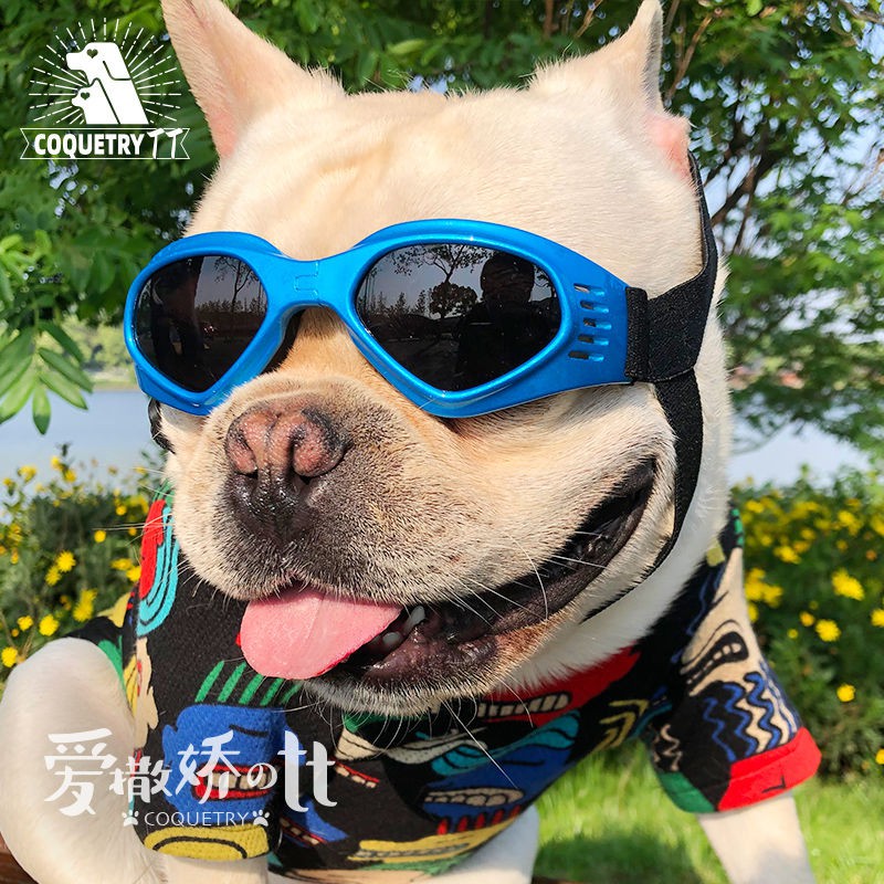 狗狗護目鏡眼鏡 拍賣 評價與ptt熱推商品 21年4月 飛比價格