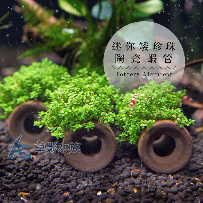 Ac草影 迷你矮珍珠陶瓷蝦管 一座 前景水草前景草光合作用旺盛陰性水草陰性草 蝦皮購物