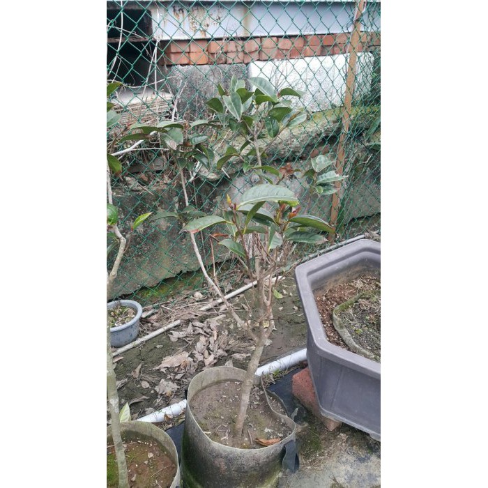 大果紅花油茶 高度90公分 美植袋 一年四季可種植 榨油 賞花 綠化 養生 樹精靈景觀造園 蝦皮購物