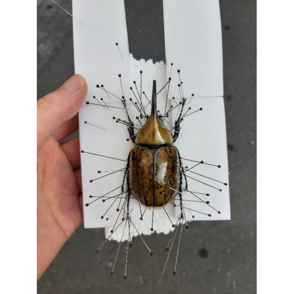 標本代客製作標本浮腳昆蟲甲蟲獨角仙鍬形蟲手作竹節蟲 蝦皮購物