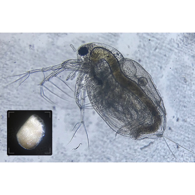~蝦樂樂~ 圓蚤補充包(Moina macrocopa) 300顆卵裝。三眼恐龍蝦、鬥魚、鱂魚苗的初期餌料，取代豐年蝦