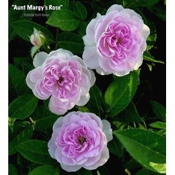 瑪姬姑姑~馬嘰咕咕 "Aunt Margy's Rose"悠遊山城(創始店)5-6吋盆玫瑰~特價350