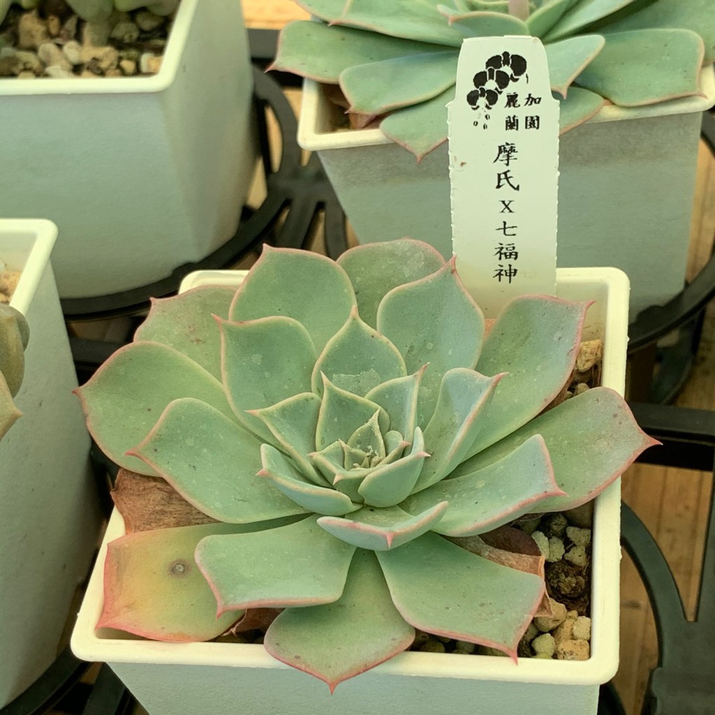 麗加蘭園 三寸盆多肉植物 摩氏x七福神 蝦皮購物