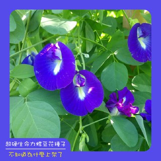 蝶豆花種植 比價撿便宜 優惠與推薦 22年3月