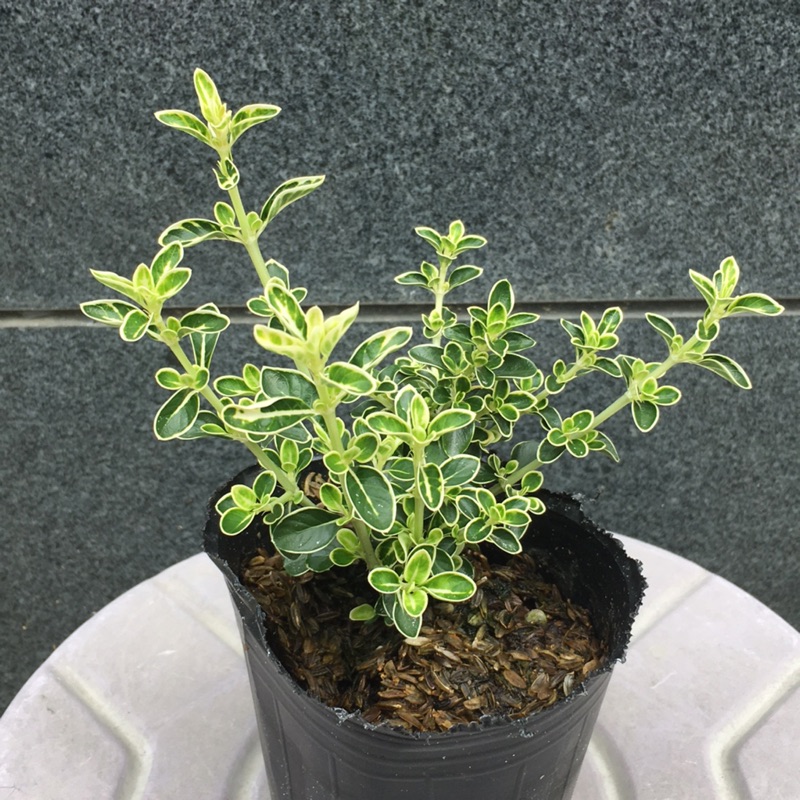 斑葉六月雪 茜草科植物 蝦皮購物