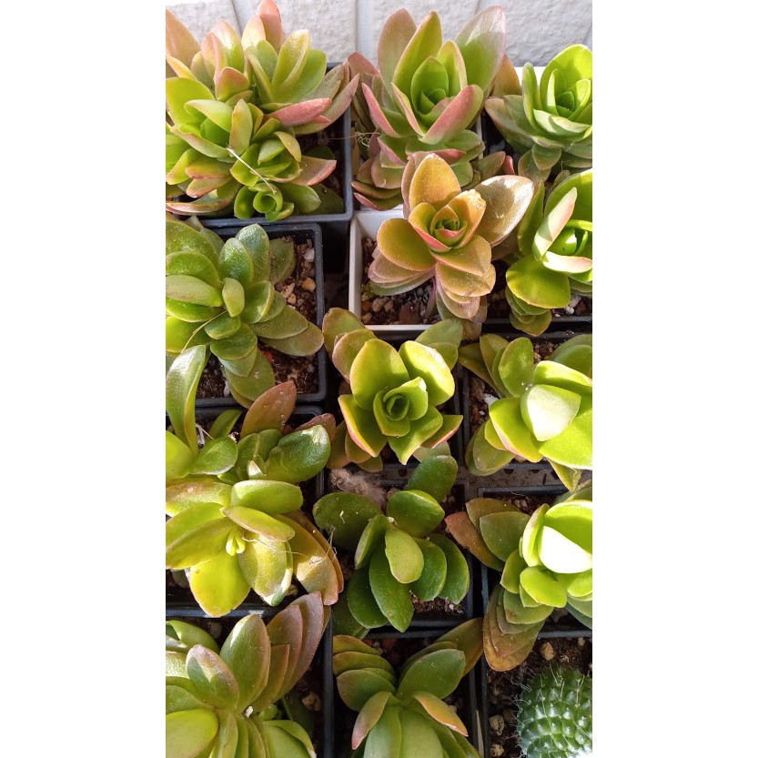 開運多肉植物 火祭 3吋 2吋盆 園藝植作 蝦皮購物