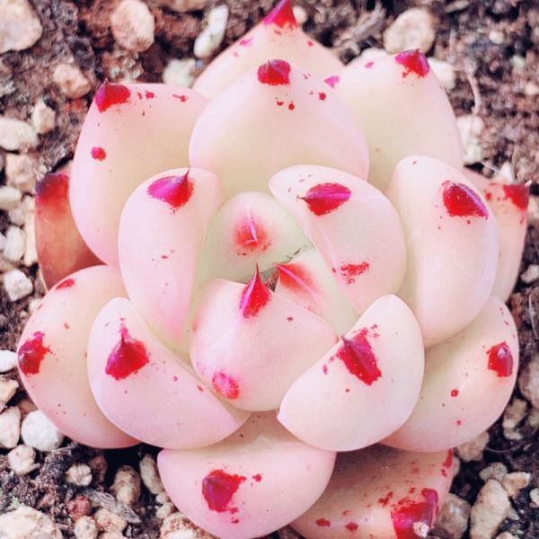 盆栽花盆植物花植物組合盆栽綠植花卉室內新手好養直播精品狀態 6月7日發完 蝦皮購物