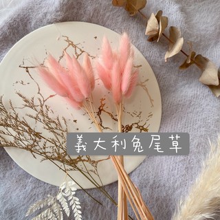 櫻花乾燥花的價格推薦 21年8月 比價撿便宜