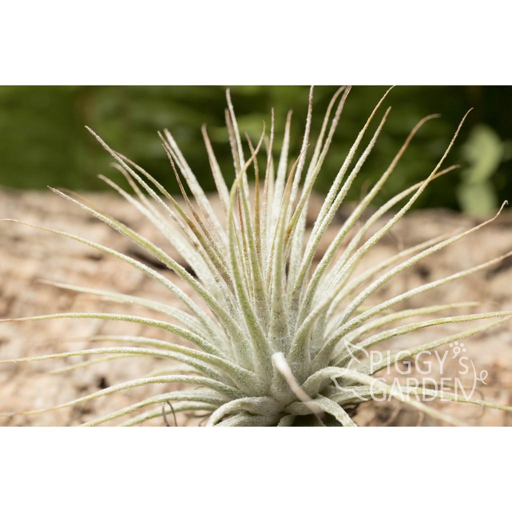 空鳳 稀有 Tillandsia ionantha "Zebrina" 斑馬小精靈 空氣鳳梨