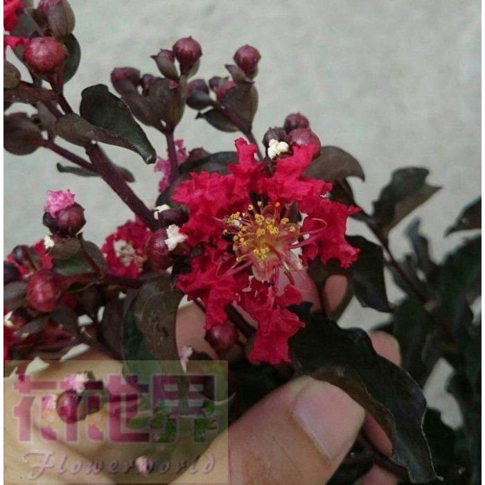 圍籬樹籬紅葉紅花大花紫薇6吋盆 30公分高新品上市 花花世界玫瑰園 蝦皮購物