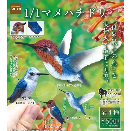 ❖貓大爺玩具❖現貨 SO-TA 1比1吸蜜蜂鳥 轉蛋 扭蛋 全4種 蜂鳥 動物