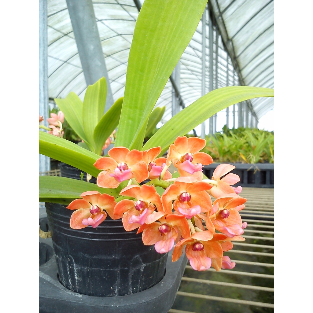 《橘色》狐狸尾蘭 Rhynchostylis gigantea"orange" 2.5吋盆 分生