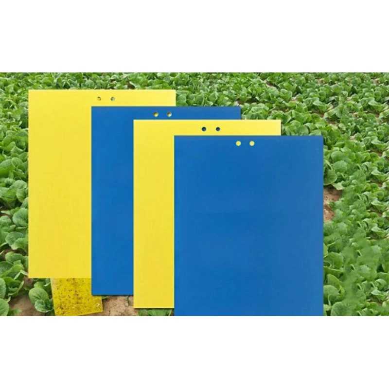 【高雄24H出貨】黏蟲板 黏蟲紙 雙面黏蟲紙 誘蟲貼紙  黃色/藍色/雙色 果園 溫室 園藝 薊馬 防蟲 有機防治