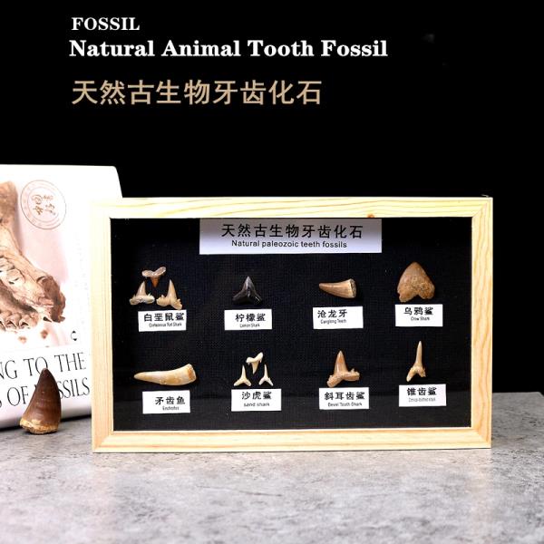 天然兒童古生物牙齒化石原石頭標本巨齒鯊魚牙齒化石科普教學標本Candy的小賣場