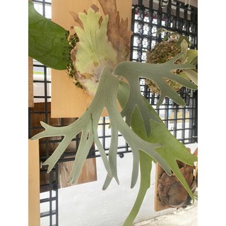 稀有白雀芋colocasia Elepaio Milky Way 根性ok斑葉穩定 蝦皮購物