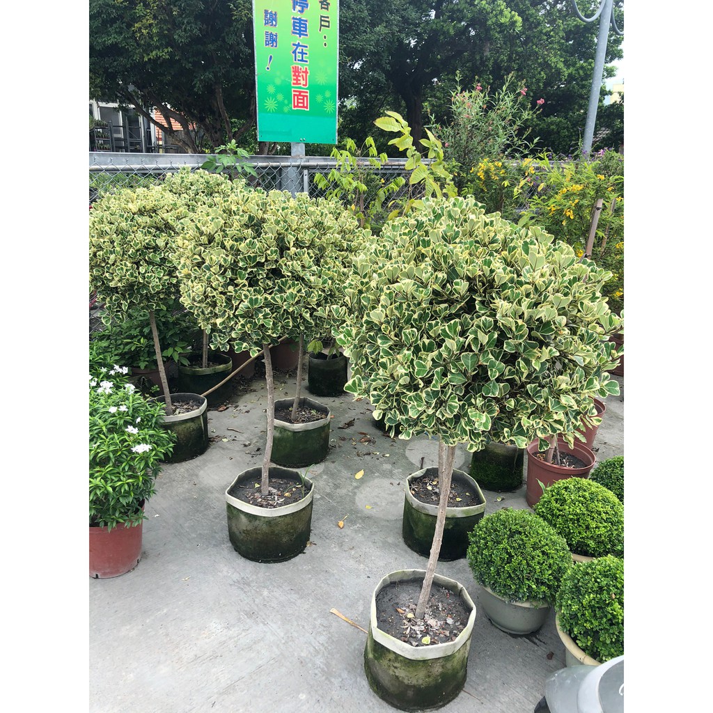 花花世界 常綠喬木 斑葉三角榕 棒棒糖造型 常綠喬木葉型特殊 Ma 無法超取 蝦皮購物