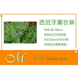 《Meilleur》西班牙薰衣草種子 5粒