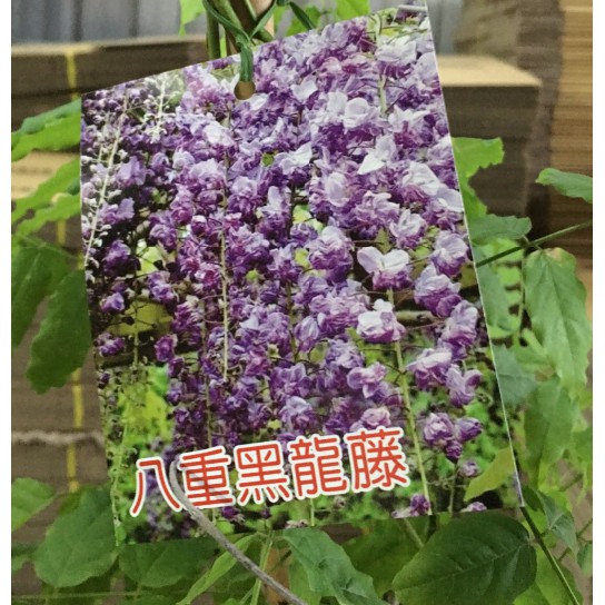 八重黑龍藤 Ptt Dcard討論與高評價網拍商品 21年10月 飛比價格