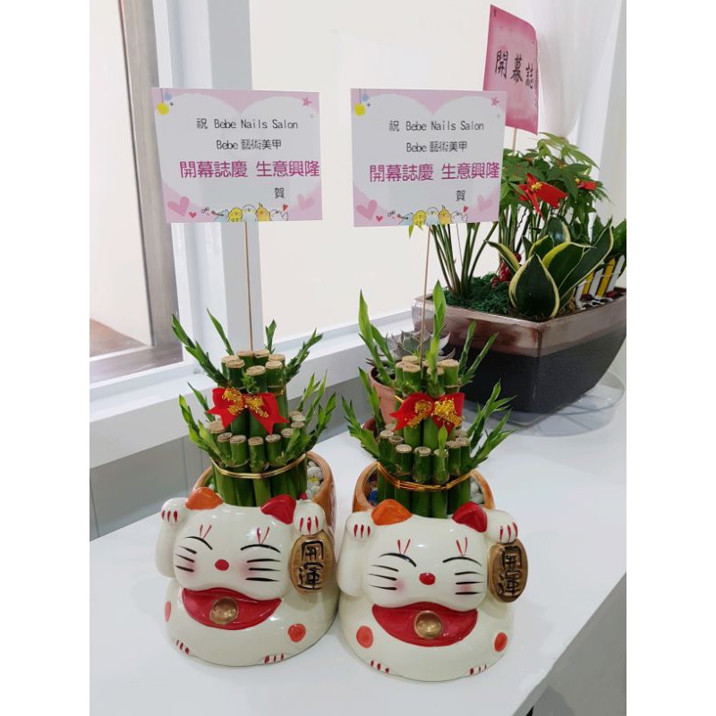 朵麗絲花店招財貓 小 開運竹盆栽 B421 開幕盆栽開幕送禮開店招財新居落成 蝦皮購物