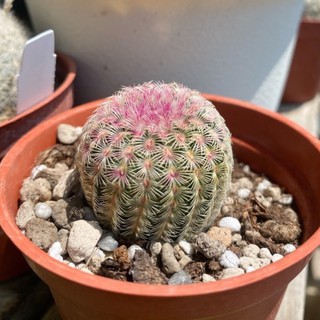 紫太陽仙人掌多肉植物目前3吋盆 Beecost