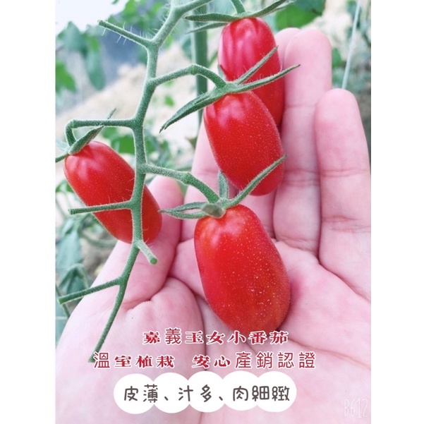 ［紅番茄農場🍅］嘉義溫室玉女小蕃茄 黑貓免運*產銷履歷驗證 *當日現採直送（600g/盒）