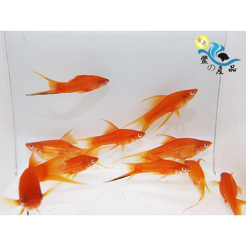 紅雙劍魚雙劍魚觀賞魚高級活餌 蝦皮購物